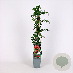 Campsis radicans 70 cm 2,0L zaailing