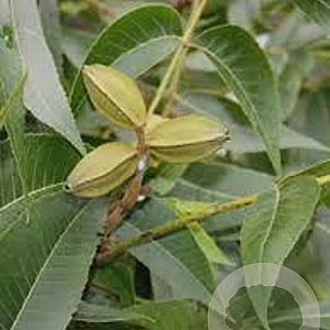 Carya illinoinensis 60-80 cm 10L