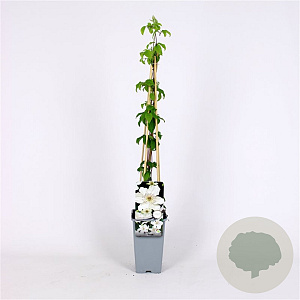Clematis 'Destiny' 70 cm 2,0L
