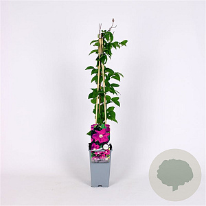 Clematis 'Ernest Markham' 70 cm 2,0L