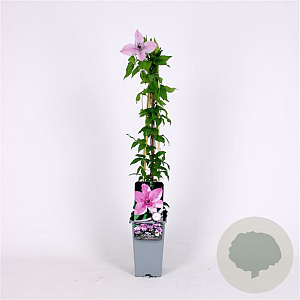 Clematis 'Hagley Hybrid' 70 cm 2,0L