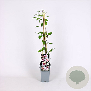 Clematis 'Jan Pawel II' 70 cm 2,0L