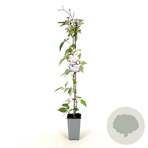 Clematis 'Mayleen' 80-100 cm 2,5L