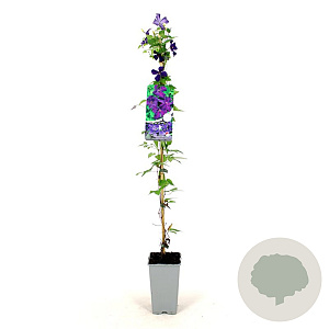 Clematis 'Polish Spirit' 80-100 cm 2,5L