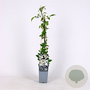 Clematis spooneri 70 cm 2,0L
