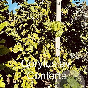 Corylus a. 'Contorta' 150-175 cm met kluit solitair