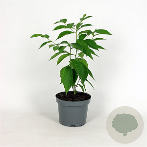 Diospyros lotus A kwaliteit 12L