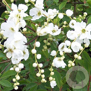 Exochorda mix 70 cm 2,0L