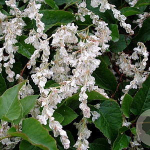 Fallopia baldschuanica 80-100 cm 2,0L met stok