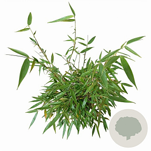 Fargesia robusta 'Pingwu' 60-80 cm 5,0L