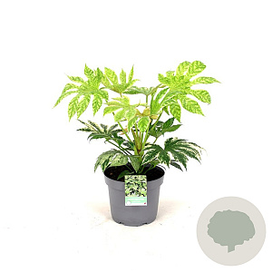 Fatsia japonica 'Spider's Web' A kwaliteit 12L