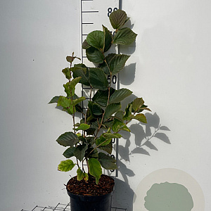 Hamamelis int. 'Pallida' 60-80 cm 5,0L