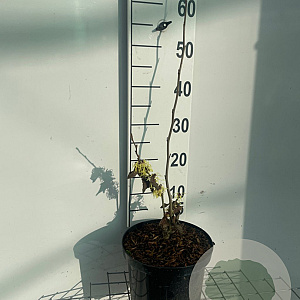 Hamamelis int. 'Pallida' 60-80 cm 5,0L