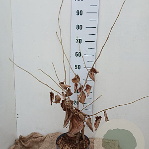 Hamamelis int. 'Pallida' 60-80 cm 5,0L