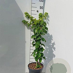 Hydrangea anomala petiolaris 60-80 cm 5,0L