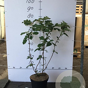 Hydrangea quercifolia 60-80 cm 7,5L