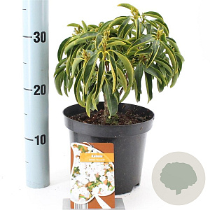 Kalmia lat. 'Snowdrift' 25-30 cm 3,0L