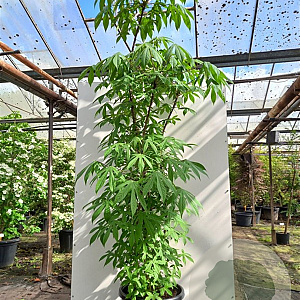 Kalopanax septemlobus maximowiczii 60-80 cm 12L