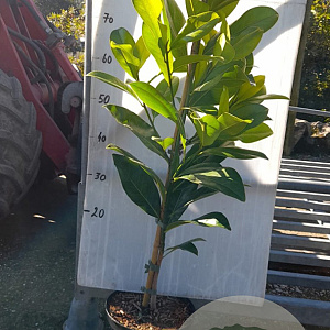 Magnolia grandiflora 80-100 cm 5,0L