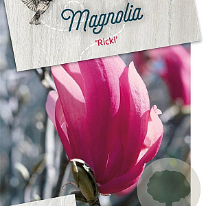 Magnolia 'Ricki' 60-80 cm 5,0L
