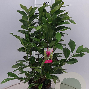 Magnolia 'Susan' 60-80 cm 7,5L