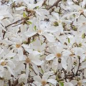 Magnolia 'Wada's Memory' 200-225 cm 25L solitair