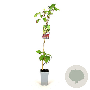 Parthenocissus quinquefolia 80-100 cm 2,5L