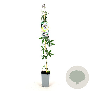 Passiflora caerulea 80-100 cm 2,5L