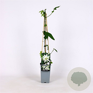 Passiflora 'Snow Queen' 70 cm 2,0L