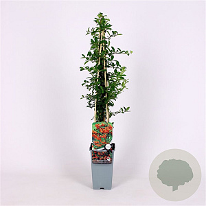 Pyracantha 'Orange Glow' 70 cm 2,0L
