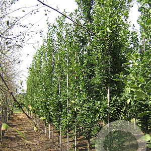 Quercus rob. 'Fastigiate Koster' 14-16 cm draadkluit geveerd