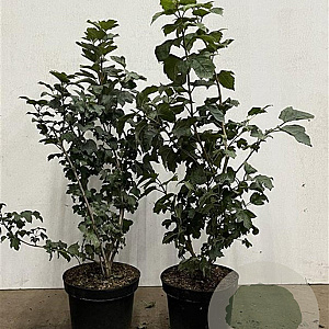 Viburnum opulus 60-80 cm 7,5L