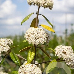 Viburnum 'Pragense' 50-60 cm met kluit