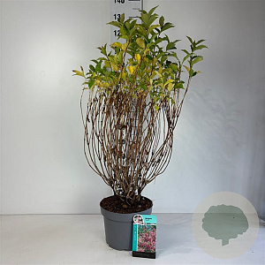 Weigela 'Styriaca' 80-100 cm 10L