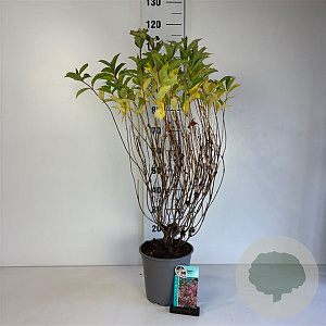 Weigela 'Styriaca' 60-80 cm cont. 65L