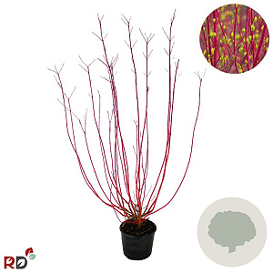 Cornus alba 'Sibirica' 150-175 cm 15L