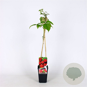 Rubus idaeus 'Malling Promise' 70 cm 2,0L
