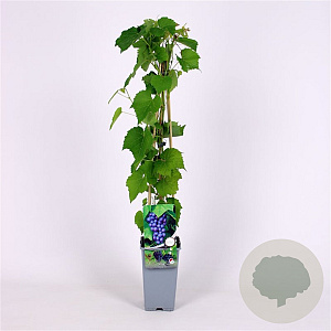 Vitis 'Boskoop Glory' 70 cm 2,0L