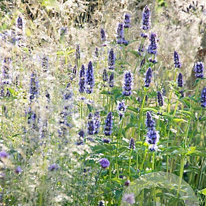Agastache 'Black Adder' GM P9