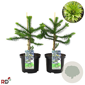 Araucaria araucana 40-50 cm 5,0L najaarspotting