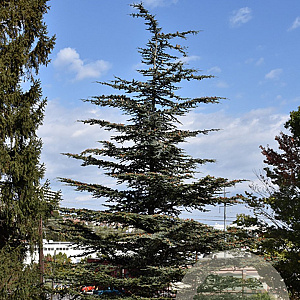 Cedrus libani brevifolia 60-80 cm met kluit