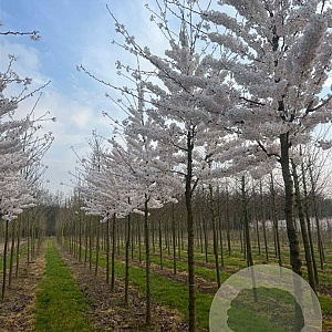 Prunus yedoensis 20-25 HO draadkluit