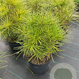 Sciadopitys verticillata 30-40 cm 5,0L