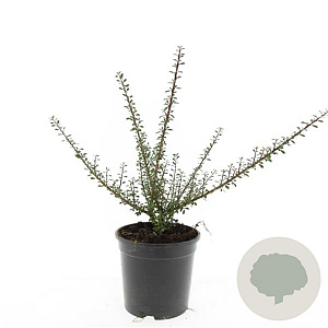 Cotoneaster microphyllus GM C1.3