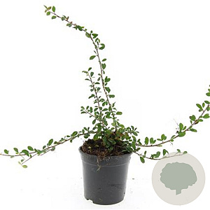 Cotoneaster radicans 'Eichholz' GM C1.3
