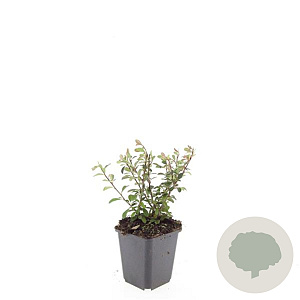 Cotoneaster radicans 'Eichholz' GM P9