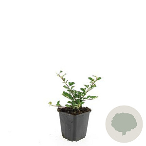 Cotoneaster radicans 'Eichholz' GM P9