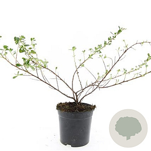 Escallonia 'Donard Seedling' GM C1.3