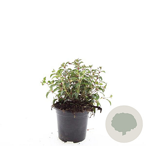 Fuchsia 'Madame Cornelissen' GM C1.3