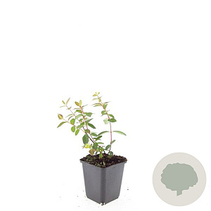 Hypericum dummeri 'Peter Dummer' GM P9